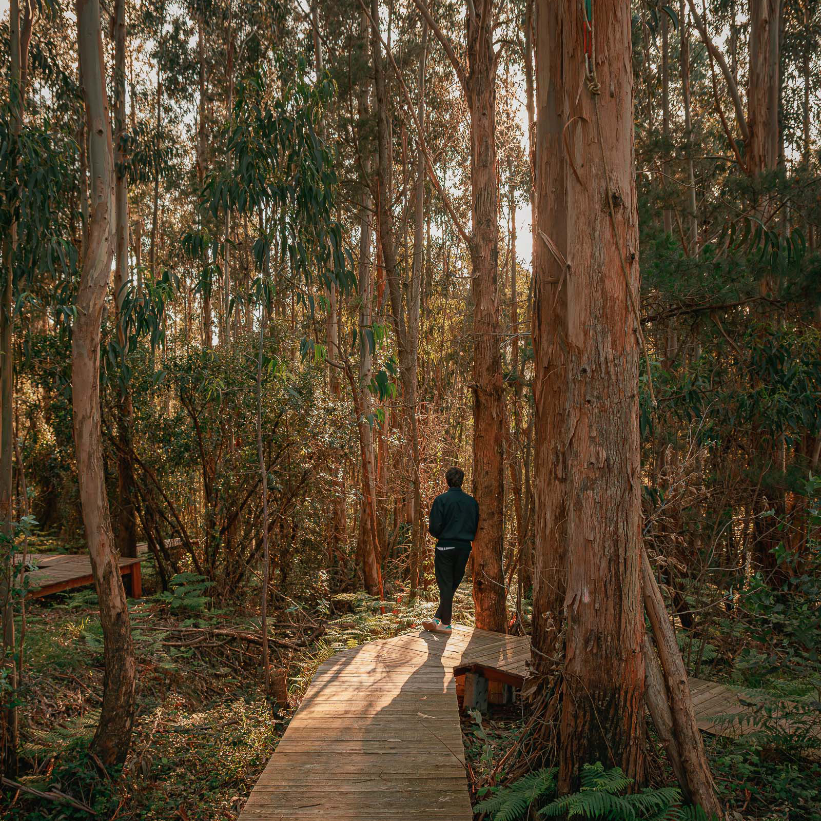 Aitor Estévez, aitorestevez, architecture photography, arkitektura, armintza, arquitectura, arquitectura vasca, basoa, basque architecture, basque country, bizkaia, bosque, ele arkitektura, footbridge, forest, fotografía de arquitectura, gateway, landscape, madera, paisaje, paisatge, park, parque, pasarelas, spain, wood
